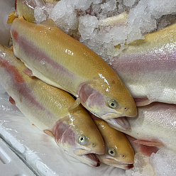 Форель НП янтарная